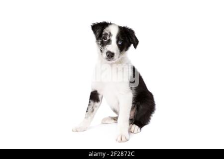 Border Collie Hund vor einem weißen Hintergrund Stockfoto