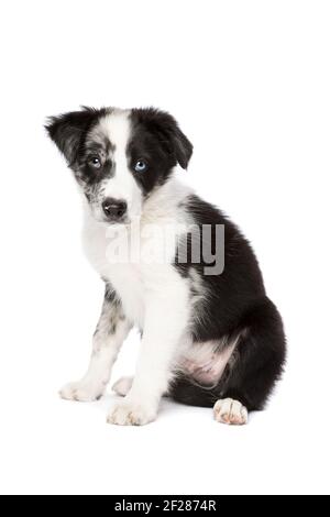 Border Collie Hund vor einem weißen Hintergrund Stockfoto