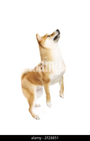 Shiba Inu japanischer Rassehund Stockfoto