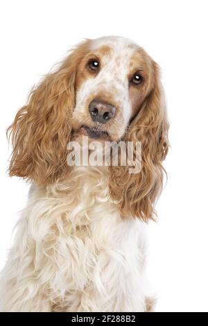 Orange Roan englischer Cocker Spaniel Stockfoto