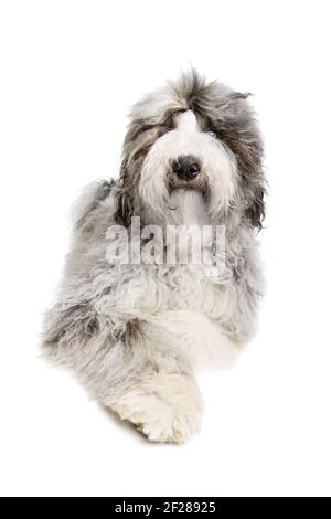 Sheepadoodle Hund isoliert auf weiß Stockfoto