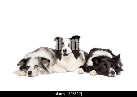Drei Border Collie Hunde isoliert auf weißem Hintergrund Stockfoto