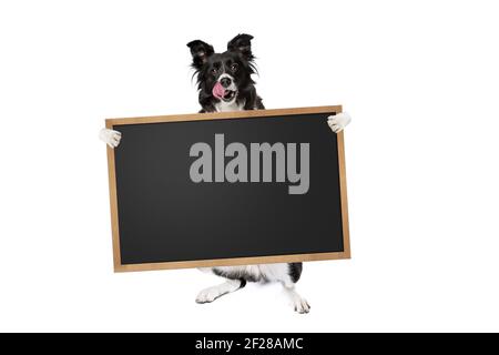 Border Collie Hund hält ein leeres Banner Stockfoto