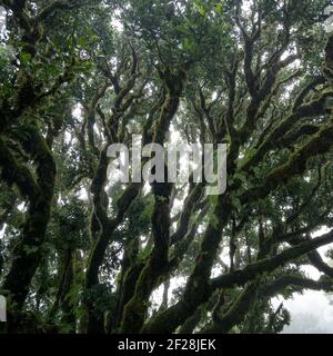 Bis zum alten Baum auf dem Fanal Portuguese National Park in Madeira, Portugal Stockfoto