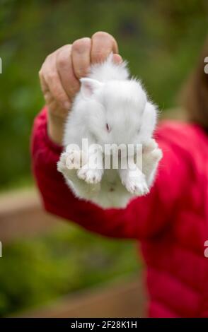 Schöne weiße, flauschige Baby Kaninchen in grünem Gras Stockfoto