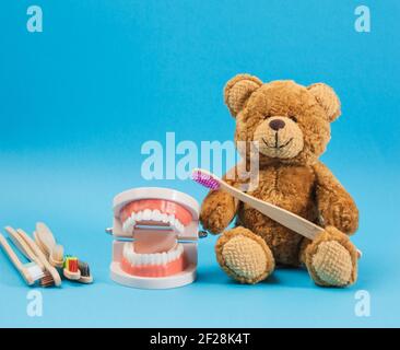 Plastikmodell eines menschlichen Kiefers mit weißen Zähnen und Ein brauner Teddybär mit einer hölzernen Zahnbürste Stockfoto