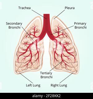 Struktur der Lunge. Gesundheitswesen, und Pleura, Zwerchfell und Atem und Thorax. Vektorgrafik Stock Vektor