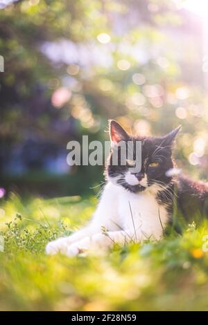 Nette Katze genießt den Sommer. Schwarz weiße Katze liegt im Gras des eigenen Gartens, verschwommener farbenfroher Hintergrund Stockfoto