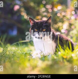 Nette Katze genießt den Sommer. Schwarz weiße Katze liegt im Gras des eigenen Gartens, verschwommener farbenfroher Hintergrund Stockfoto