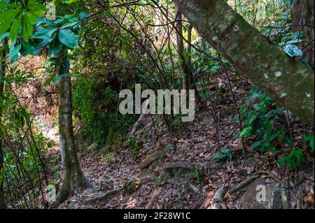 Ko Surin Island, Mu Koh Surin Marine National Park, Thailand. Stockfoto