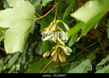 Blassgrüne und rote geflügelte Samen hängen an einem Baum Stockfoto