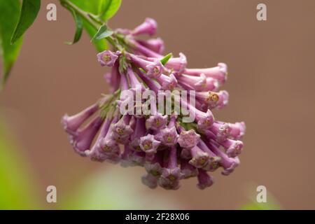 Blass rosa tropische Trompetenblüten mit Blättern und einem braunen Hintergrund Stockfoto