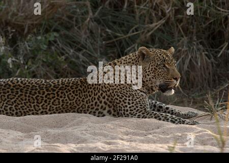 Ein männlicher Leopard in Sabi Sands, der sich im Flussbett entspannt, nachdem er den Busch im Kruger Nationalpark erkundet hat Stockfoto