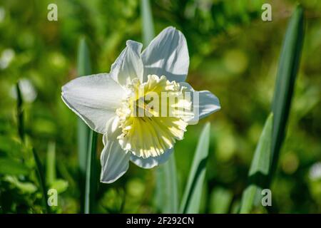Narcissus tazetta, Creme narcissus, gebräuchlicher Name(e): Papier Weiß Narcissus Polyanthos Narcissus Tezetta Narzissus Stockfoto