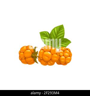 Moltebeere reife orange Beeren mit Blättern isoliert Symbol. Vector Moltebeere, nordische Beere, Apfel, Knospe und Knoutberry, Aqpik oder Low-Bush salm Stock Vektor