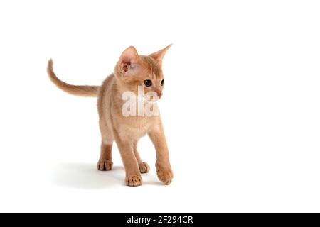 Abessinier-Ingwerkatze hockte auf weißem Hintergrund Stockfoto