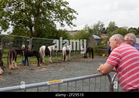 Männer, die Pferde im Ballycastle Livestock Mart auf der Auld Lammas Fair, Ballycastle, Moyle, County Antrim, Nordirland, VEREINIGTES KÖNIGREICH Stockfoto