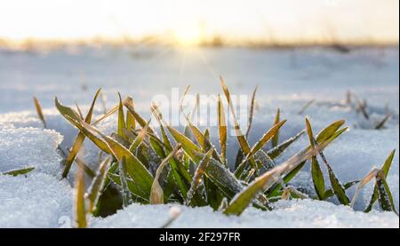 Winter Weizenbusch mit unter Schnee auf dem Feld. Die Morgensonne scheint helle Strahlen auf die Blätter gefroren durch starken Frost. Stockfoto