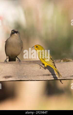 Brasilianische Tierwelt: SAFRON Finch (rechts) und grauer Baywing (links) im Pantanal in Mato Grosso, Brasilien Stockfoto