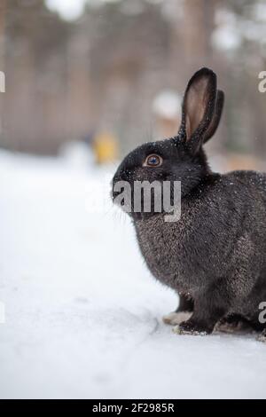 Schönes, flauschiges schwarzes Kaninchen im Winter im Park. Das Kaninchen sitzt und wartet auf Nahrung. Stockfoto