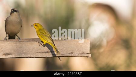 SAFRON Finch (rechts) und grauer Baywing (links) im Pantanal in Mato Grosso, Brasilien Stockfoto
