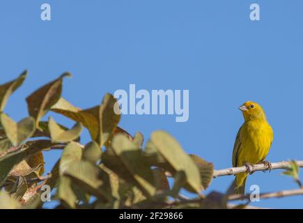 Safranfink auf einem Ast vor blauem Himmel auf der Transpantaneira im nördlichen Pantanal in Mato Grosso, Brasilien Stockfoto