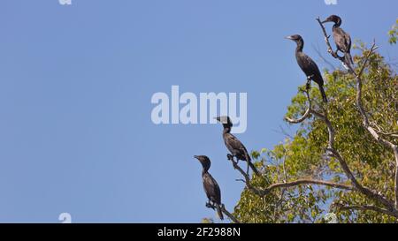 Gruppe von Olivaceous Cormorants (Phalacrocorax brasilianus), die auf einem Baum im nördlichen Pantanal in Mato Grosso, Brasilien, sitzt Stockfoto