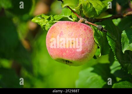 Reifer roter Apfel auf einem Ast eines Apfelbaums aus der Nähe. Stockfoto