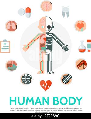 Flache menschliche Körperanatomie rundes Konzept mit Sleketon Kreislaufsystem Interne Organe Zwischenablage Pillen Rohre Zahn isoliert Vektor Illustration Stock Vektor