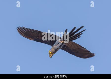 Nahaufnahme eines fliegenden Hyazinth-Aras im Pantanal in Mato Grosso, Brasilien Stockfoto