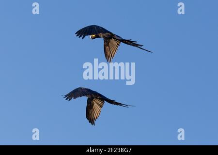 Zwei Hyazintharas (Anodorhynchus hyacinthus) fliegen entlang der Transpantaneira im Pantanal in Mato Grosso, Brasilien Stockfoto