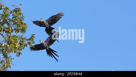 Flugvögel: Zwei Hyazintharas (Anodorhynchus hyacinthus) im Pantanal in Mato Grosso, Brasilien Stockfoto