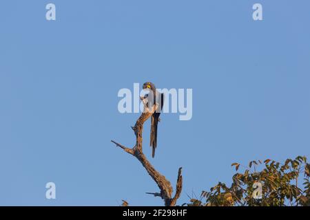 Gefährdete Art: Ein Hyazinthara (Anodorhynchus hyacinthus) auf einem Baum im Pantanal in Mato Grosso, Brasilien Stockfoto