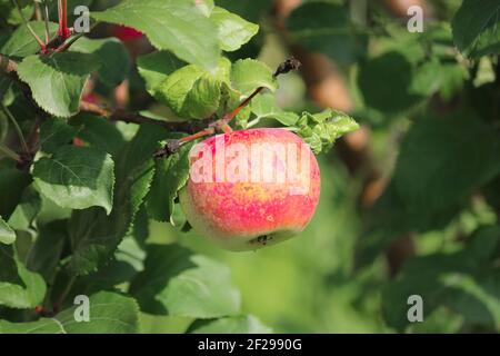 Reifer roter Apfel auf einem Ast eines Apfelbaums aus der Nähe. Stockfoto