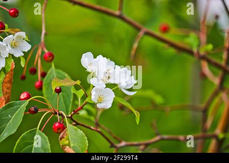 Die abnorme Blüte des Apfelbaumes im Herbst auf den Zweigen mit den reifen Äpfeln. Eine Folge der globalen Erwärmung. Schöne weiße Blumen. Rosales. Stockfoto