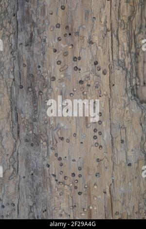 Käfer-Fraßgänge in altem, morschem Holz, Locher durch Käfer fraß Stockfoto