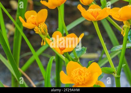 Marsh Ringelblumen mit gelben Blüten im Detail. Pflanze mit grünen Blütenstielen in einem Feuchtgebiet. Pollen auf den Stollen, wenn die Blüte geöffnet ist. Blütenblätter Stockfoto