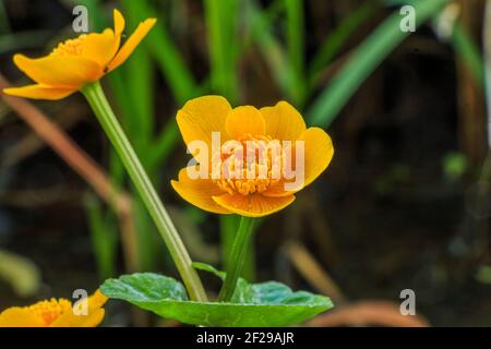 Zwei offene Blüten der Ringelblume. Detail eines Körpers aus Wasser. Blütenstiel mit herzförmigen Blättern. Pollen auf den Stollen der gelben Blüten Stockfoto