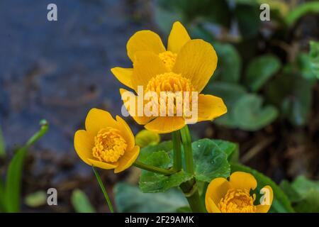 Drei Blumen des Sumpfmarigoldes. Gelbe offene Blüten in einem feuchten Bereich. Grüne Blütenstiele mit herzförmigen Blättern. Bienenpollen auf dem Stempel. Blütenblätter Stockfoto