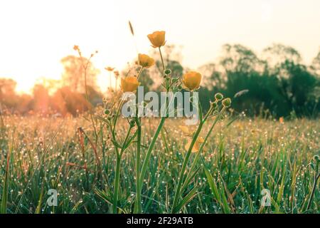 Sonne am Morgen über einer Wiese mit der Sharp Buttercup Pflanze. Gelbe Blüten leuchten in den Strahlen der Sonne. Morgentau auf dem Gras. Grüne Bäume Stockfoto