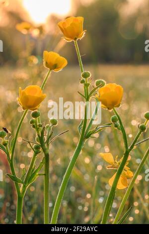 Scharfe Butterblume mit gelben Blüten und geschlossenen Blütenknospen auf einer Wiese im Frühjahr. Morgensonne mit Morgentau auf dem Gras. Sonnenstrahlen funkeln Stockfoto