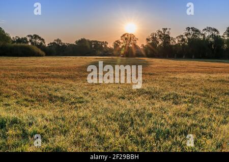 Landschaft im Frühling. Niedrige Sonne mit Sonnenstrahlen über einer Wiese. Einige gelbe Blumen von Wildblumen mit Morgentau. Bäume im Hintergrund. Blauer Himmel mit Stockfoto