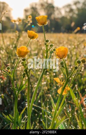 Blüte der scharfen Butterblume. Gräser einer grünen Wiese mit gelben Blüten am Morgen. Wassertropfen aus dem Morgentau auf die Gasgriffe. Stockfoto