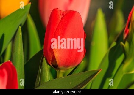 Zentrierte Ansicht einer roten Tulpe mit einem dominanten grünen Blatt. Blume mit Blütenblättern im Detail in Sonnenschein. Blüten mit grünen Blütenstielen und Blättern Stockfoto