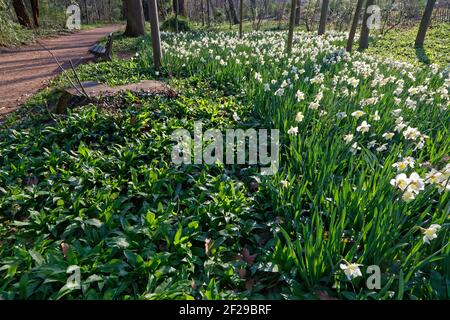 Ein Blumenbeet aus Narzissen im bewaldeten Park. Stockfoto