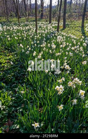 Ein Blumenbeet aus Narzissen im bewaldeten Park. Stockfoto