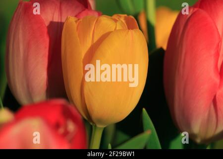 Mehrere Tulpenblüten im Detail. Gelbe Blume in der Mitte von roten Blumen umgeben am Morgen in der Frühlingssonne. Gelbe und rote Blüten mit Stockfoto