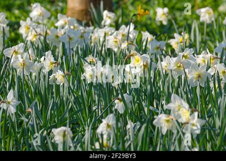 Ein Blumenbeet aus Narzissen im bewaldeten Park. Stockfoto