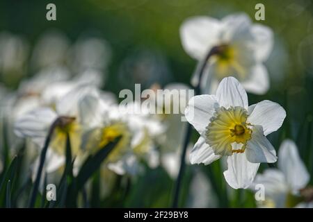 Ein Blumenbeet aus Narzissen im bewaldeten Park. Stockfoto