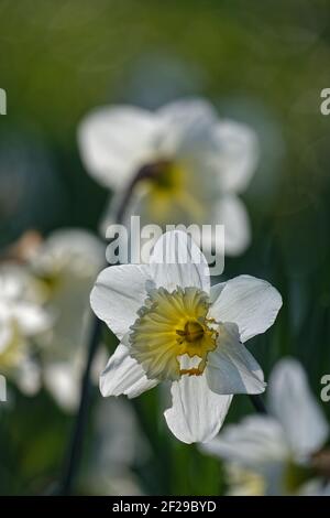 Ein Blumenbeet aus Narzissen im bewaldeten Park. Stockfoto